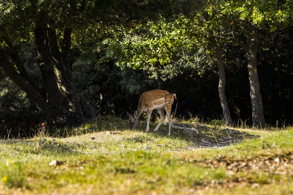 Fallow Deers Garrotxa Girona Pyrenees Spain Europe — Fotografia de Stock