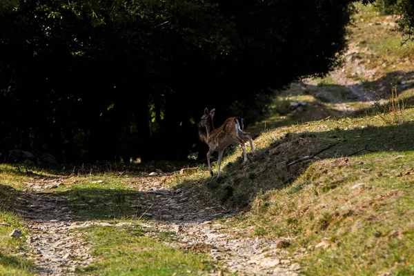 Fallow Deers Garrotxa Girona Pyrenees Spain Europe — 图库照片