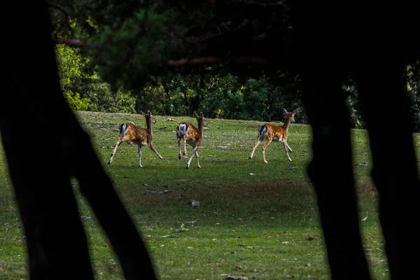 Fallow Deers Garrotxa Girona Pyrenees Spain Europe — Fotografia de Stock