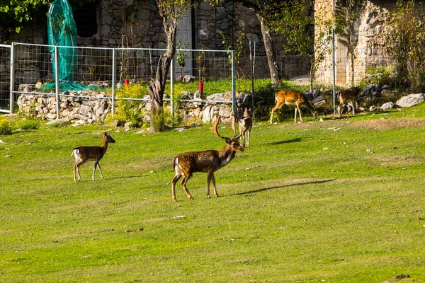 Fallow Deers Garrotxa Girona Pyrenees Spain Europe — Fotografia de Stock