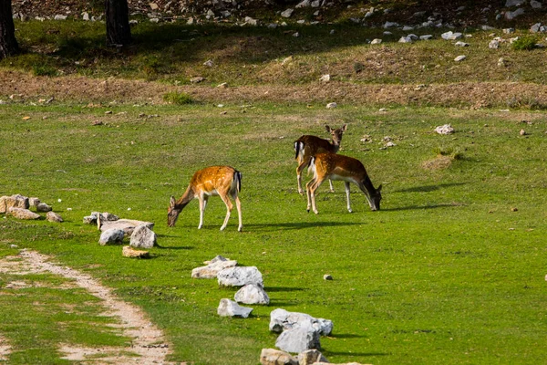 Fallow Deers Garrotxa Girona Pyrenees Spain Europe — Fotografia de Stock