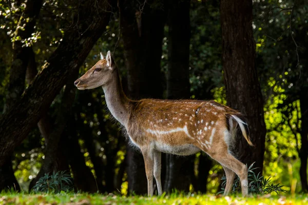 La Garrotxa, Girona, Pyrenees, İspanya 'daki Fallow geyikleri. Avrupa.