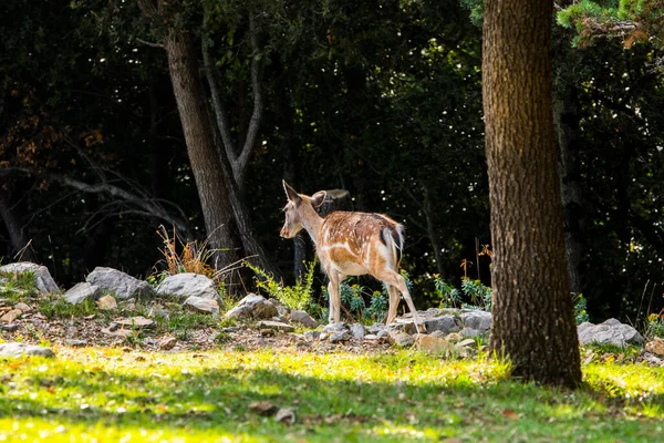 Fallow Deers Garrotxa Girona Pyrenees Spain Europe — стокове фото