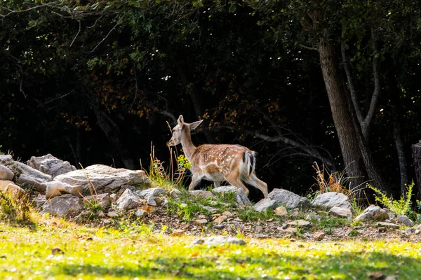 Fallow Deers Garrotxa Girona Pyrenees Spain Europe — 图库照片