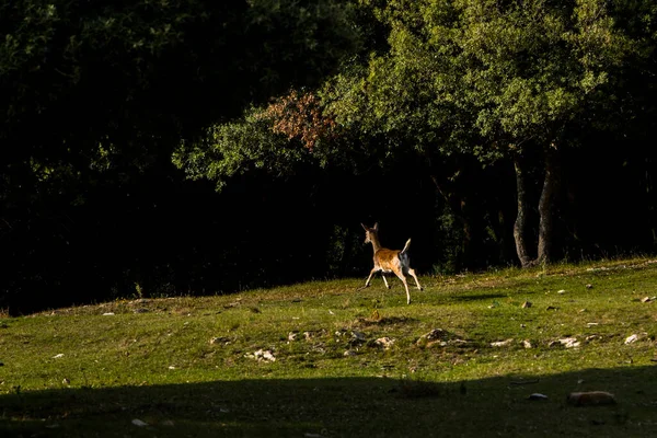 Fallow Deers Garrotxa Girona Pyrenees Spain Europe — 图库照片