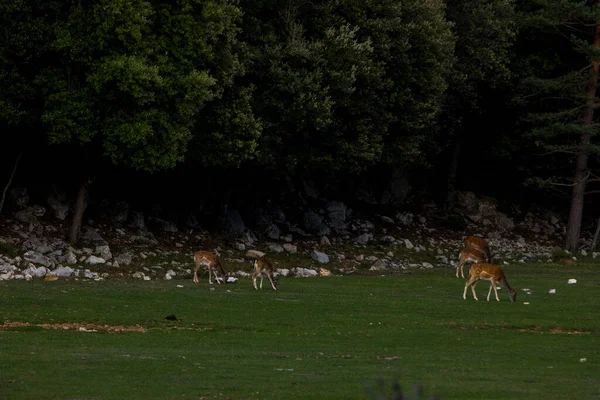 Fallow Deers Garrotxa Girona Pyrenees Spain Europe — Fotografia de Stock