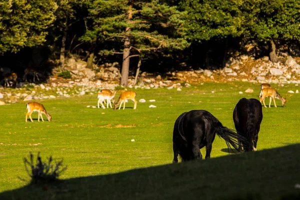 Fallow Deers Garrotxa Girona Pyrenees Spain Europe — Stock fotografie