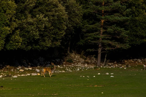 Fallow Deers Garrotxa Girona Pyrenees Spain Europe — Fotografia de Stock