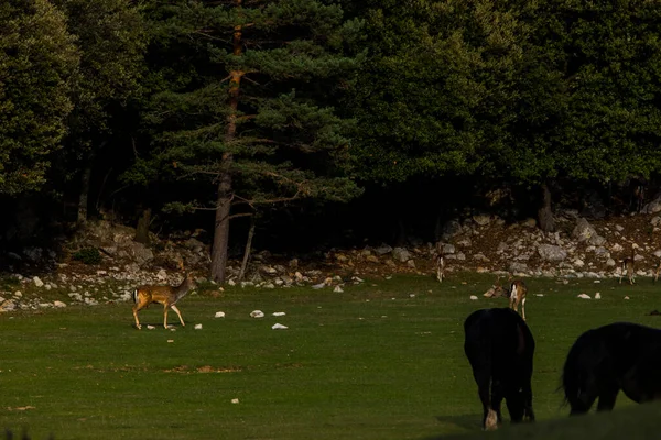 Fallow Deers Garrotxa Girona Pyrenees Spain Europe — Fotografia de Stock