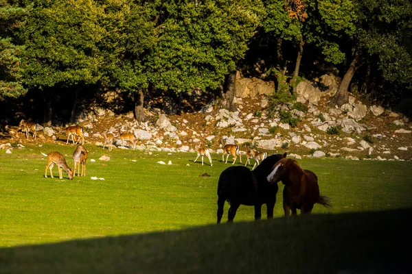 Fallow Deers Garrotxa Girona Pyrenees Spain Europe — Stock Photo, Image
