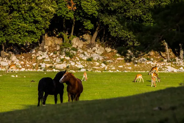 Fallow Deers Garrotxa Girona Pyrenees Spain Europe — Fotografia de Stock