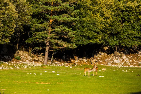 Fallow Deers Garrotxa Girona Pyrenees Spain Europe — Stock Photo, Image