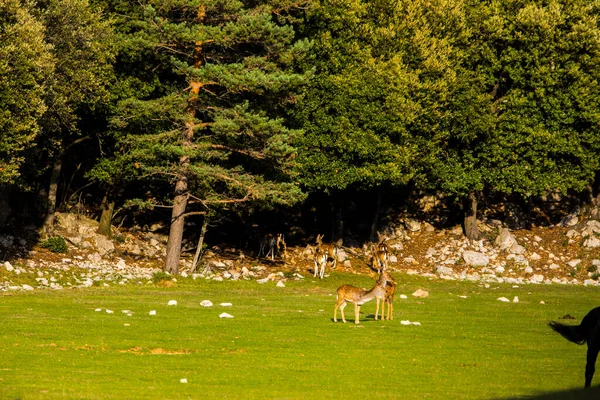 Fallow Deers Garrotxa Girona Pyrenees Spain Europe — Fotografia de Stock