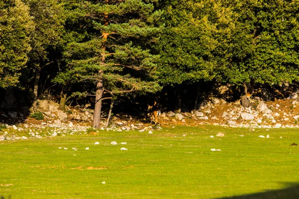 Fallow Deers Garrotxa Girona Pyrenees Spain Europe — Fotografia de Stock