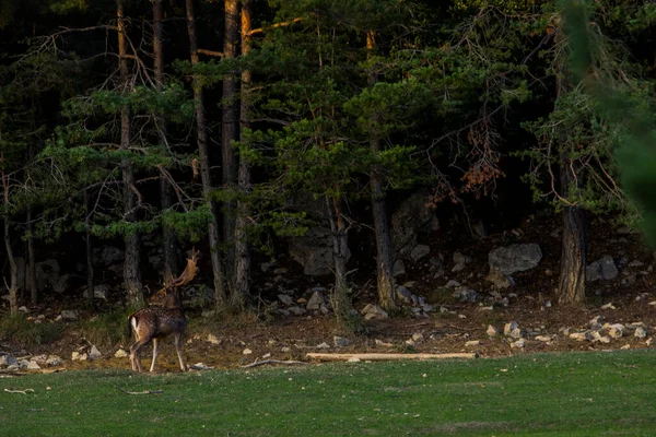 Fallow Deers Garrotxa Girona Pyrenees Spain Europe — Foto de Stock