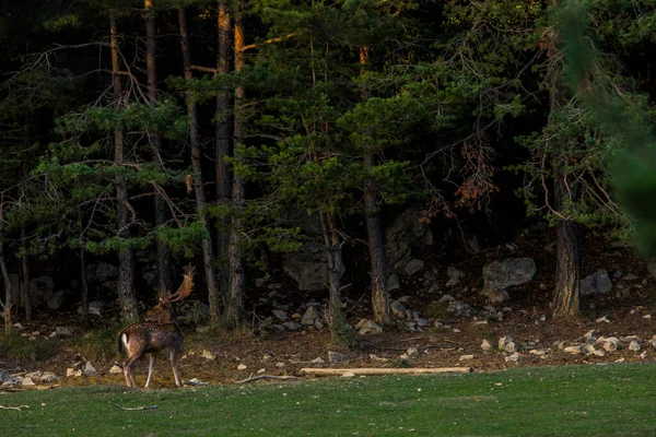 Fallow Deers Garrotxa Girona Pyrenees Spain Europe — 스톡 사진