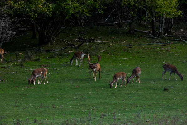 Fallow Deers Garrotxa Girona Pyrenees Spain Europe — Stock fotografie