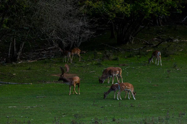 Fallow Deers Garrotxa Girona Pyrenees Spain Europe — стоковое фото
