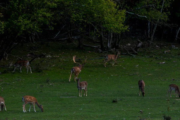 Fallow Deers Garrotxa Girona Pyrenees Spain Europe — Fotografie, imagine de stoc