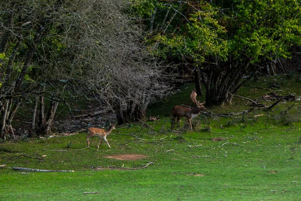 Fallow Deers Garrotxa Girona Pyrenees Spain Europe — Photo
