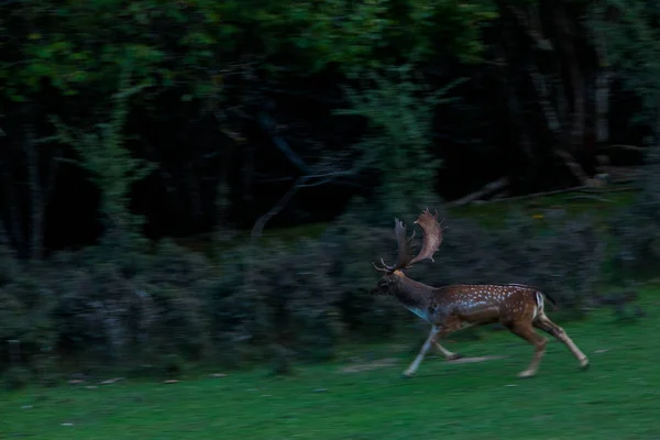 Fallow Deers Garrotxa Girona Pyrenees Spain Europe — Stock fotografie