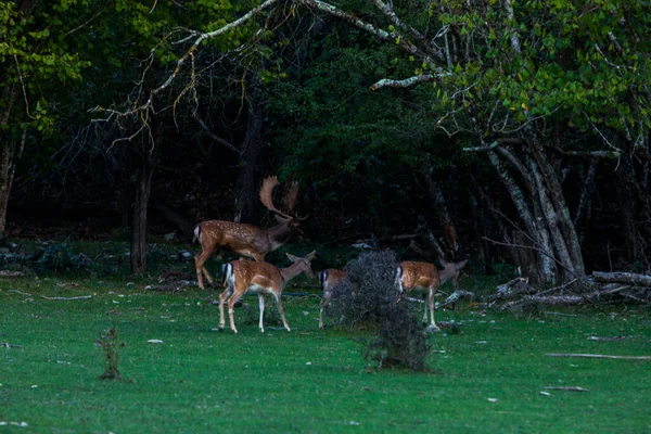 Fallow Deers Garrotxa Girona Pyrenees Spain Europe —  Fotos de Stock