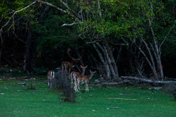 Fallow Deers Garrotxa Girona Pyrenees Spain Європа — стокове фото
