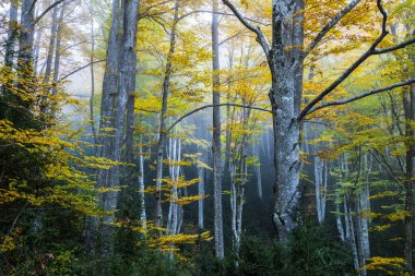 Sonbahar La Grevolosa Ormanı, Osona, Barselona, Kuzey İspanya.