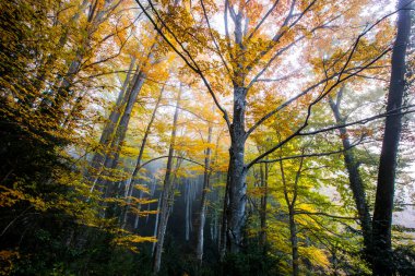 Sonbahar La Grevolosa Ormanı, Osona, Barselona, Kuzey İspanya.