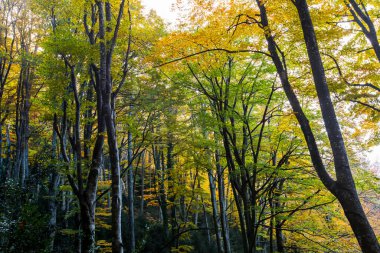 Sonbahar La Grevolosa Ormanı, Osona, Barselona, Kuzey İspanya.