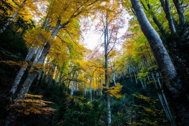 Sonbahar La Grevolosa Ormanı, Osona, Barselona, Kuzey İspanya.