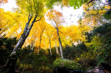 Sonbahar La Grevolosa Ormanı, Osona, Barselona, Kuzey İspanya.