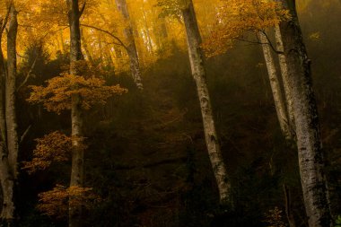 Sonbahar La Grevolosa Ormanı, Osona, Barselona, Kuzey İspanya.