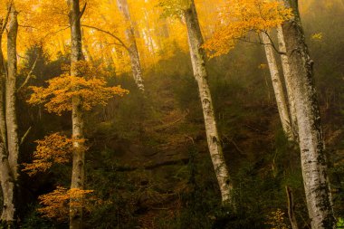 Sonbahar La Grevolosa Ormanı, Osona, Barselona, Kuzey İspanya.