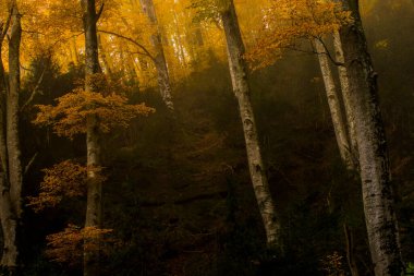 Sonbahar La Grevolosa Ormanı, Osona, Barselona, Kuzey İspanya.