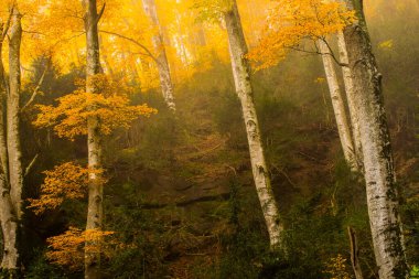 Sonbahar La Grevolosa Ormanı, Osona, Barselona, Kuzey İspanya.