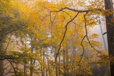 Sonbahar La Grevolosa Ormanı, Osona, Barselona, Kuzey İspanya.