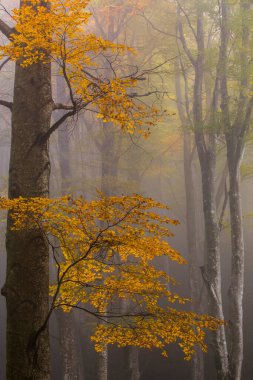 Sonbahar La Grevolosa Ormanı, Osona, Barselona, Kuzey İspanya.