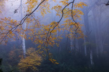 Sonbahar La Grevolosa Ormanı, Osona, Barselona, Kuzey İspanya.