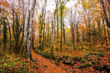 La Fageda D En Jorda Ormanı 'nda sonbahar, La Garrotxa, Kuzey İspanya.