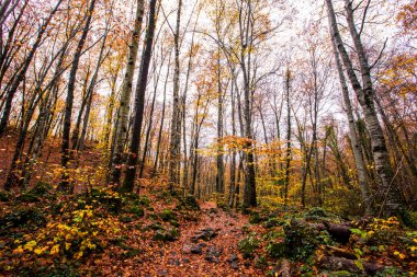 La Fageda D En Jorda Ormanı 'nda sonbahar, La Garrotxa, Kuzey İspanya.