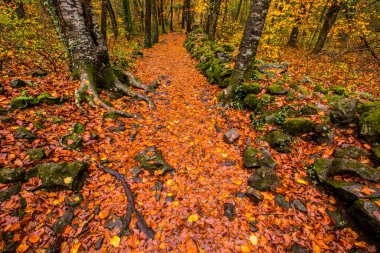 La Fageda D En Jorda Ormanı 'nda sonbahar, La Garrotxa, Kuzey İspanya.