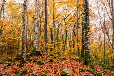 La Fageda D En Jorda Ormanı 'nda sonbahar, La Garrotxa, Kuzey İspanya.