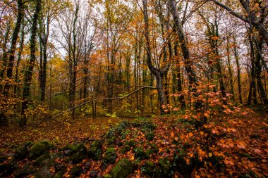 La Fageda D En Jorda Ormanı 'nda sonbahar, La Garrotxa, Kuzey İspanya.