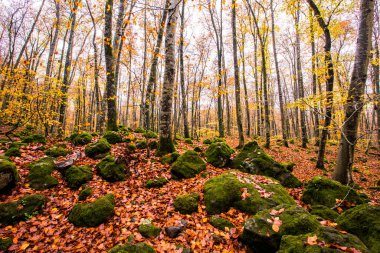 La Fageda D En Jorda Ormanı 'nda sonbahar, La Garrotxa, Kuzey İspanya.