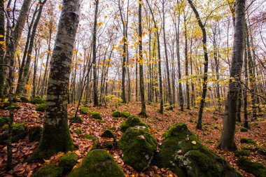 La Fageda D En Jorda Ormanı 'nda sonbahar, La Garrotxa, Kuzey İspanya.