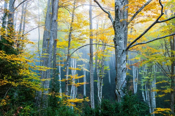 秋のラグレヴォロサの森 オソナ バルセロナ スペイン北部 — ストック写真