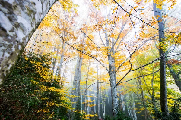 Herfst Bos Grevolosa Osona Barcelona Noord Spanje — Stockfoto