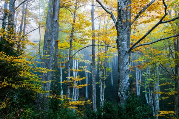 Φθινόπωρο Δάσος Grevolosa Osona Βαρκελώνη Βόρεια Ισπανία — Φωτογραφία Αρχείου