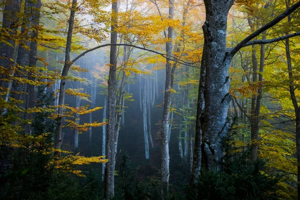 Sonbahar La Grevolosa Ormanı, Osona, Barselona, Kuzey İspanya.